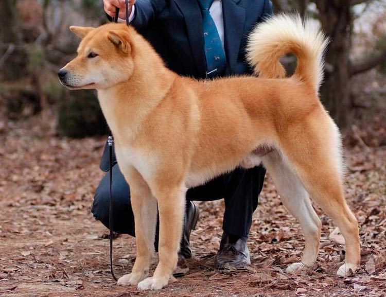race de chien Jindo coréenne