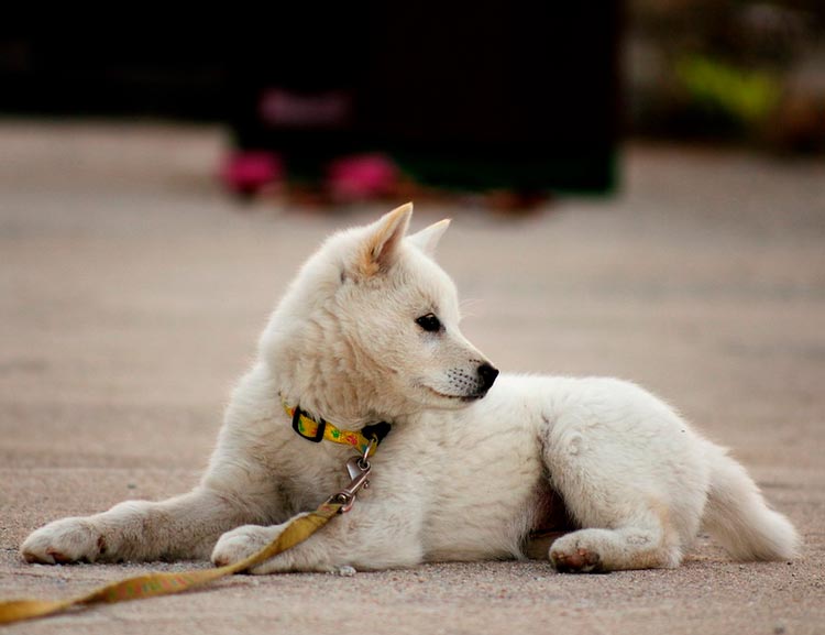 Personnage de chien Jindo