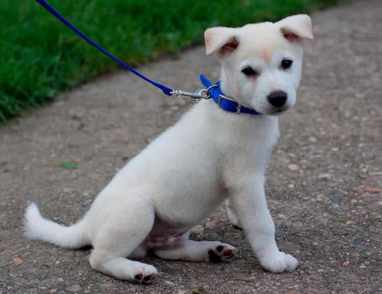 Chiot Jindo coréen