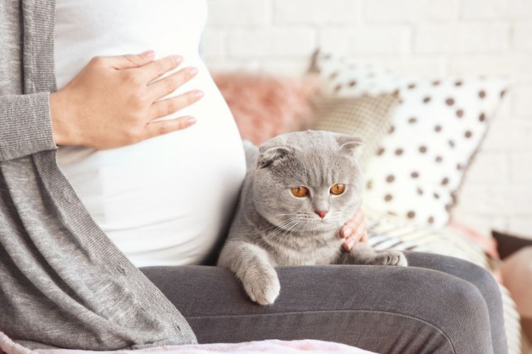 Une femme enceinte et un chat britannique