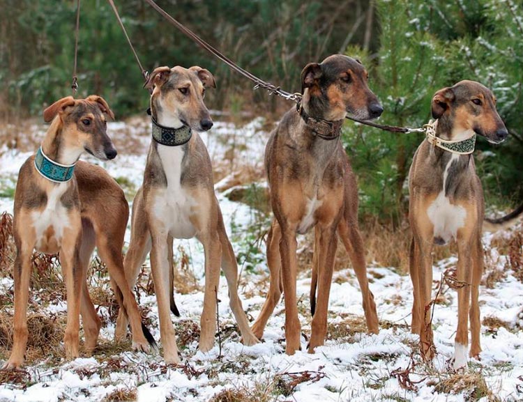 quatre lévriers polonais