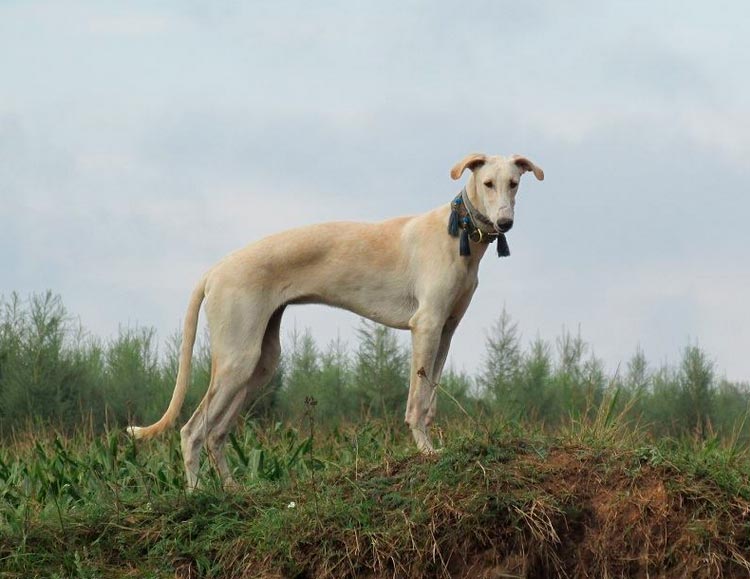 race de chien Lévrier polonais