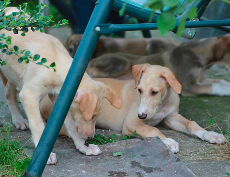 chiots lévriers polonais