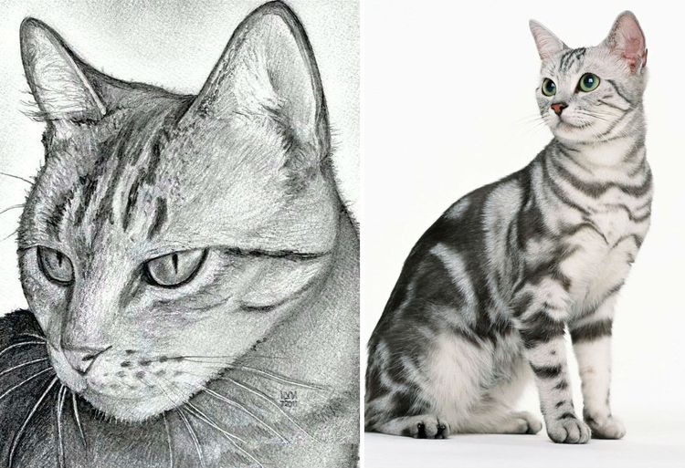 Comment dessiner un visage de chat étape par étape