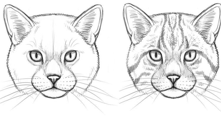 Dessin d'un visage de chat