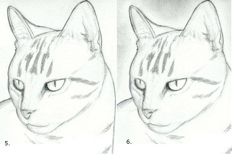 Comment dessiner un visage de chat étape par étape