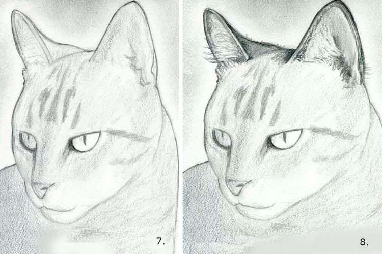 Comment dessiner un visage de chat étape par étape