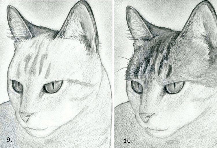 Comment dessiner un visage de chat étape par étape