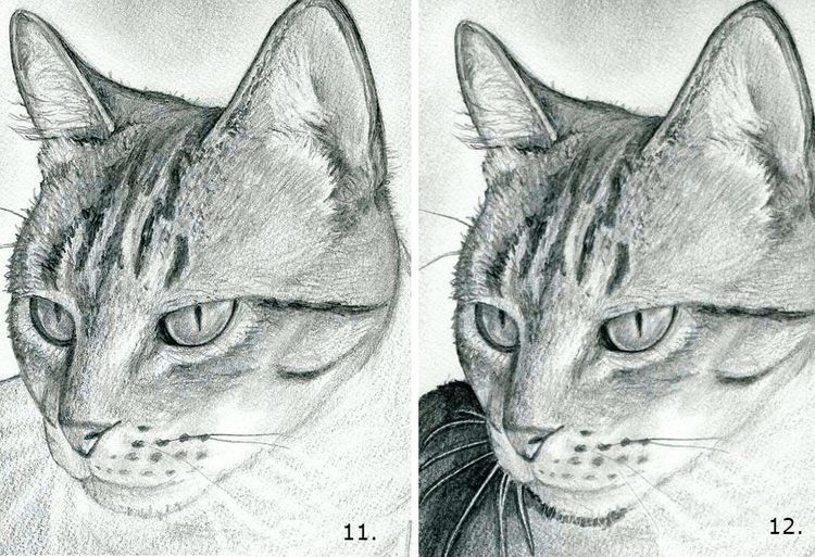 Comment dessiner un visage de chat étape par étape