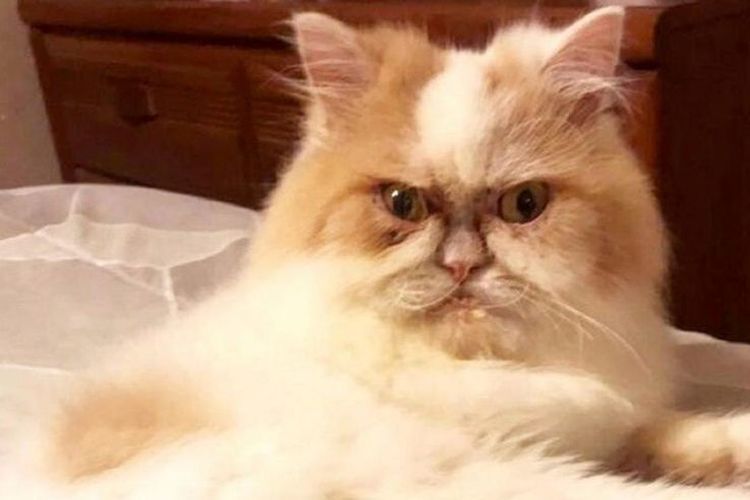 le-chat-le-plus-en-colère-du-monde-10 Louie le chat grincheux du Texas