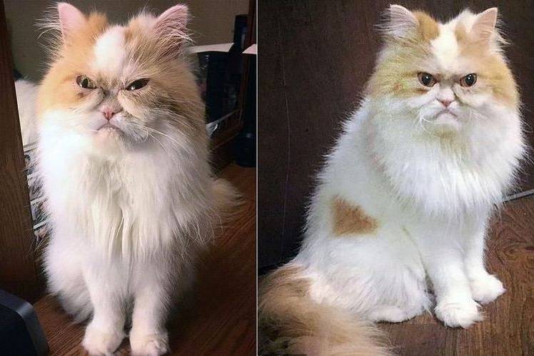 le-chat-le-plus-en-colère-du-monde-8 Le nouveau chat le plus en colère