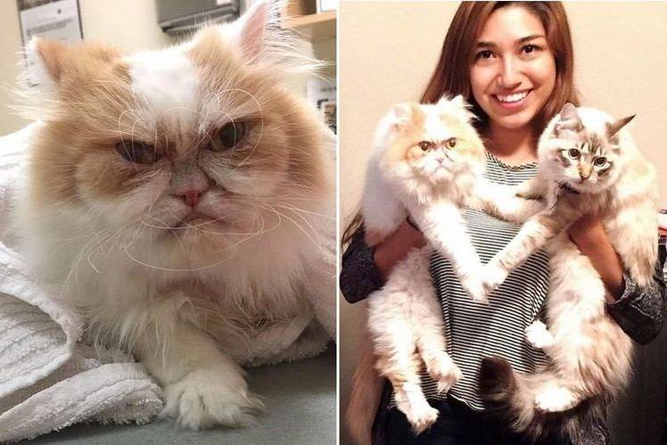 le-chat-le-plus-en-colère-du-monde-9 Louie le chat grincheux du Texas