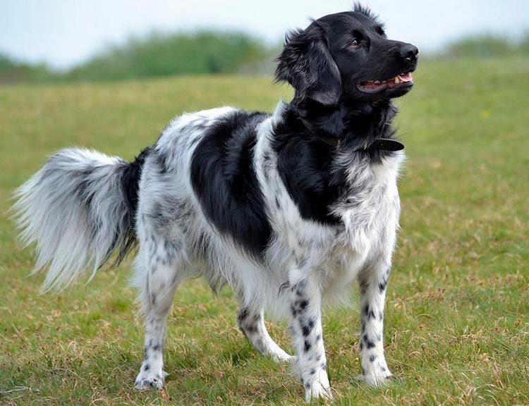 caractéristiques du stabyhoon