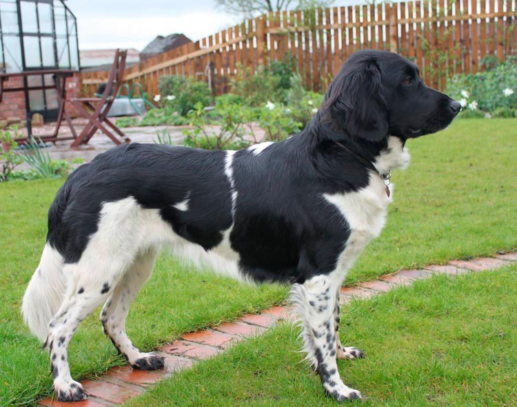 Race de chien Stabyhoon