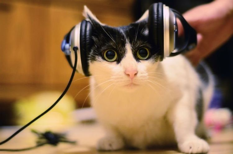 Chat avec casque audio