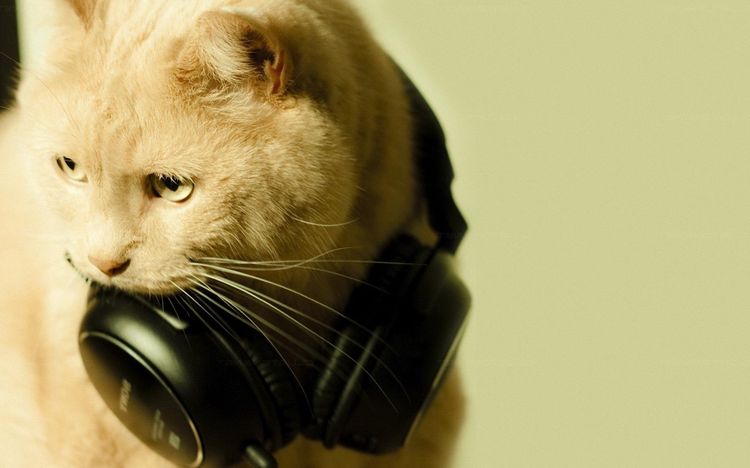 Un chat avec des écouteurs autour du cou