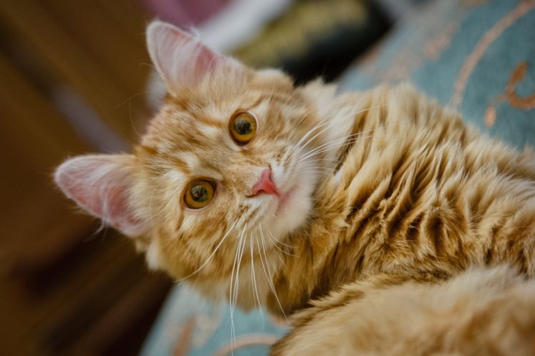 Le chat écoute le son