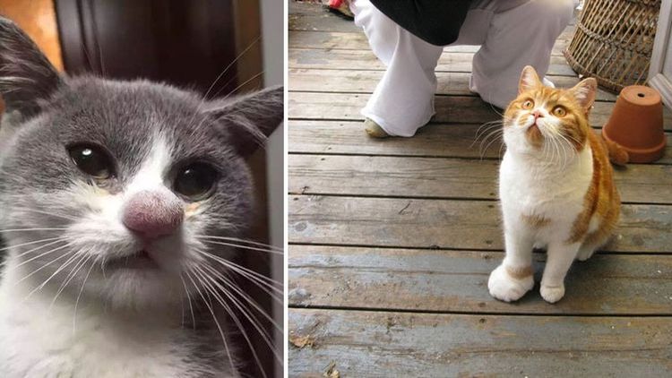 Un chat a été piqué par une guêpe : symptômes