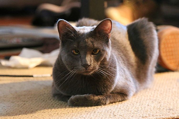 Le chat a été piqué par une guêpe.