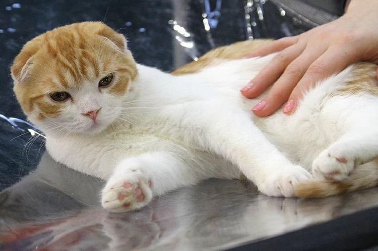 Aider un chat piqué par une guêpe