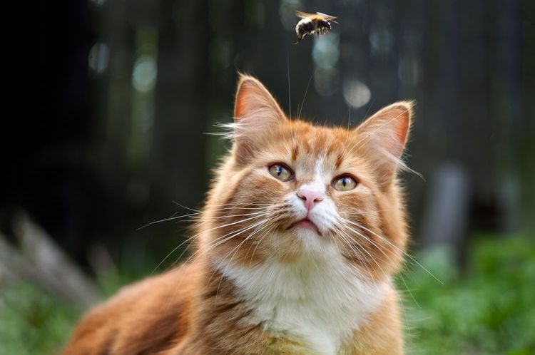 Le Chat et la Guêpe