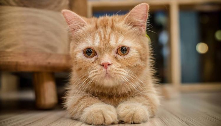 Le chat roux est couché