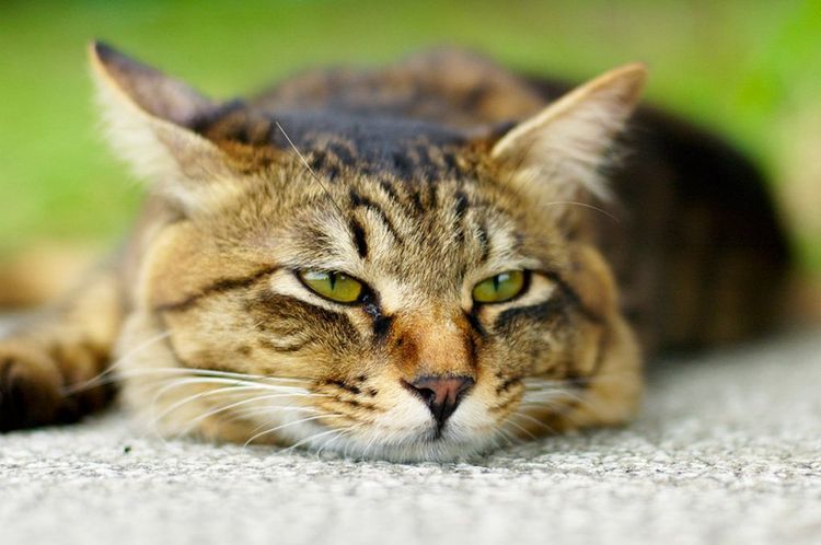 Le chat est couché sur le tapis