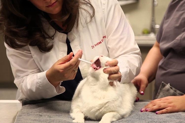 Stockage d'Hepatolux