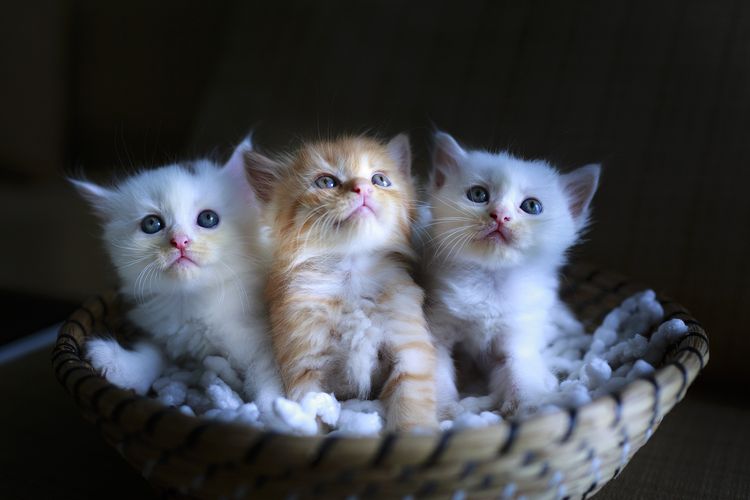 Trois chatons dans un panier