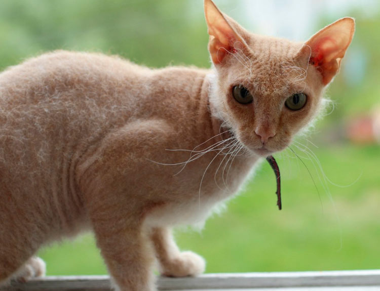 photo de chat Sphynx avec fourrure