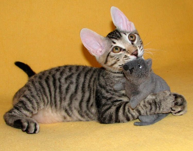 Chaton Sphynx avec fourrure