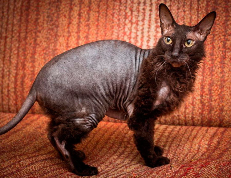 Don avec de la laine