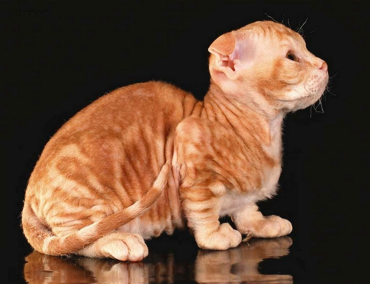 Levkoy avec de la laine