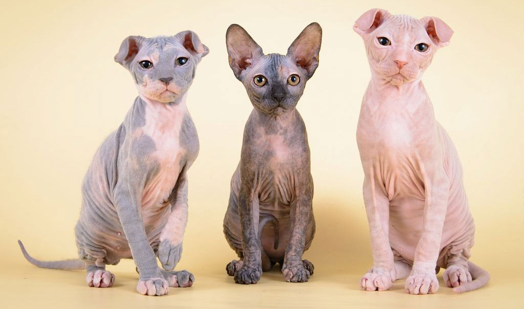 Prix des chatons Sphynx à fourrure