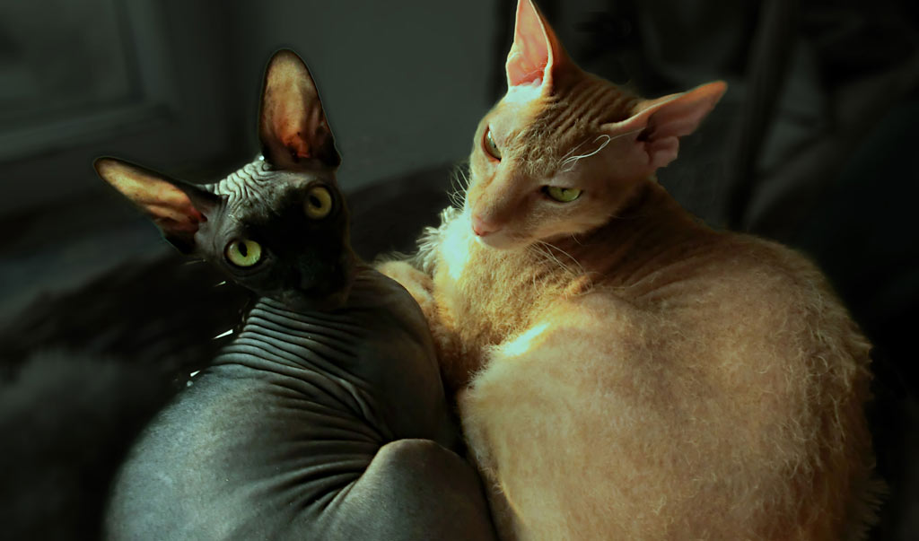 Types de pelage chez les chats Sphynx