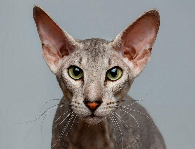Peterbald avec fourrure