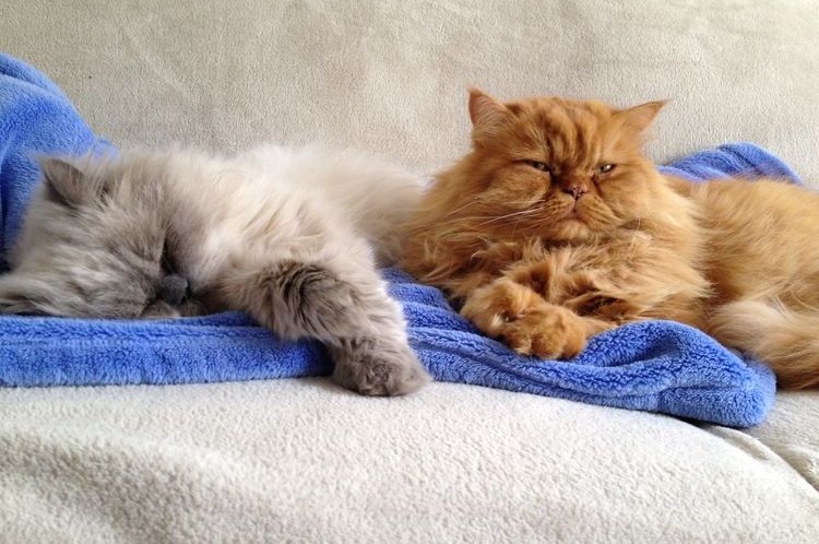 Les chats à poils longs dorment