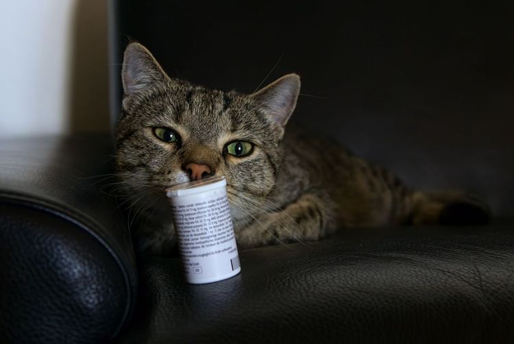 La contraception chez les chats