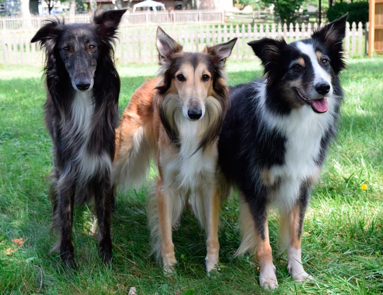 trois lévriers soyeux