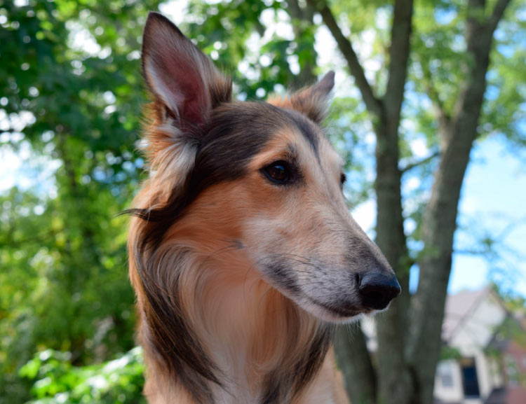 Tête de lévrier soyeux