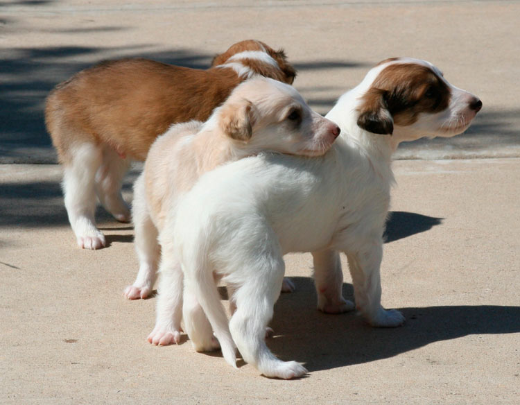 Chiots Silky Windhound