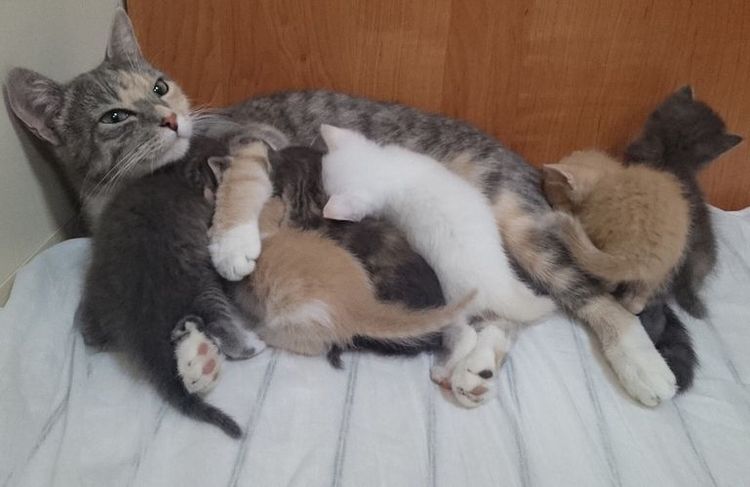 Le nid de naissance du chat