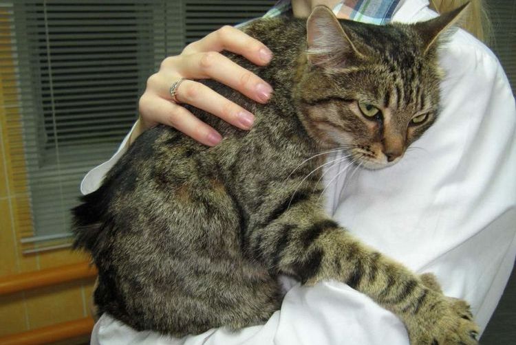 Aider un chat souffrant de crises d'épilepsie