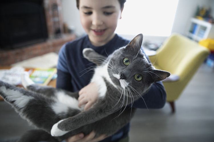 Un chat gris se libère des mains d'une fillette