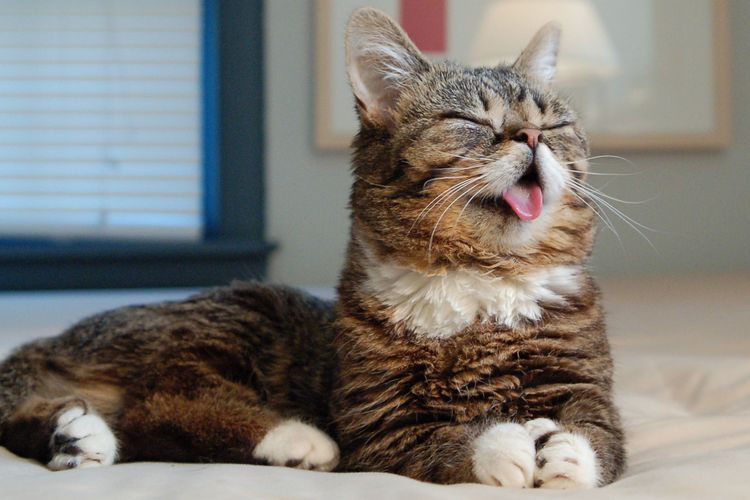 Le chat tira la langue.