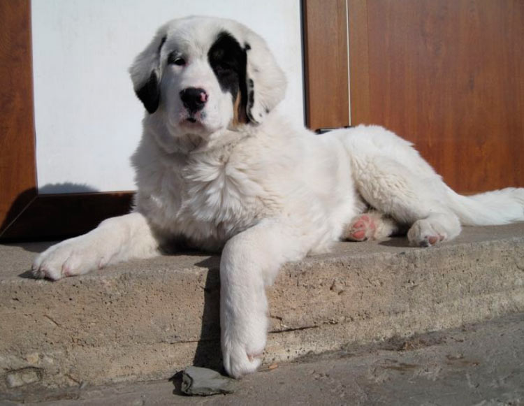 Berger de Touva chien de garde