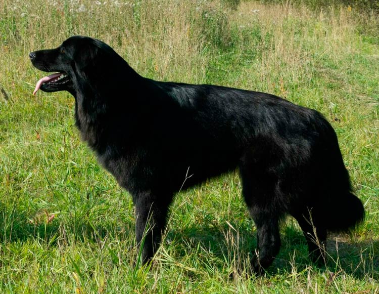 race de chien Berger de Touva