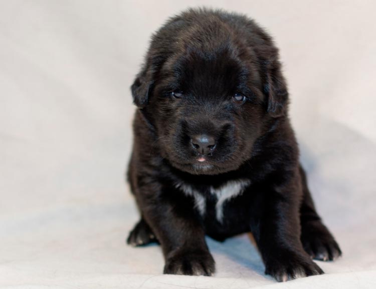 Achetez un berger touvain