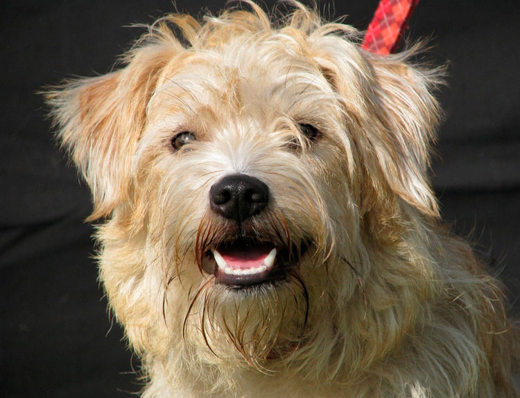 Smaushund néerlandais