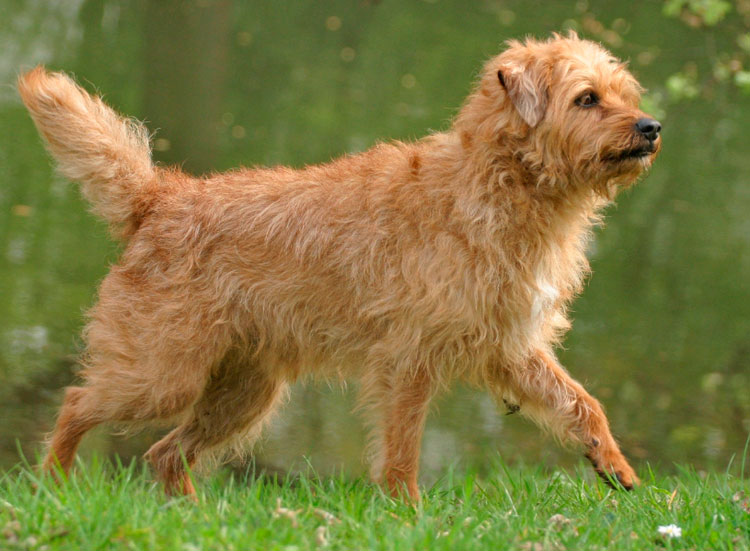 Chien Smaushund néerlandais
